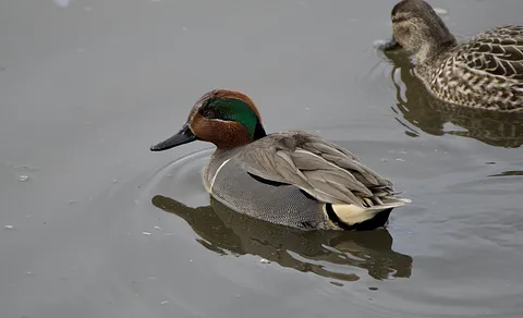 Green-winged Teal (Anas crecca) — photo 3 of 4