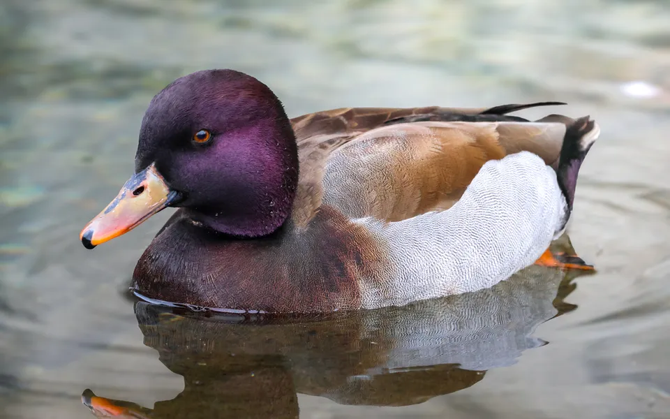 Red-crested Pochard (Netta rufina) — photo 4 of 6