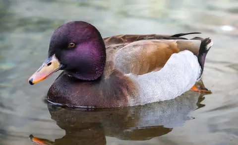 Red-crested Pochard (Netta rufina) — photo 2 of 6