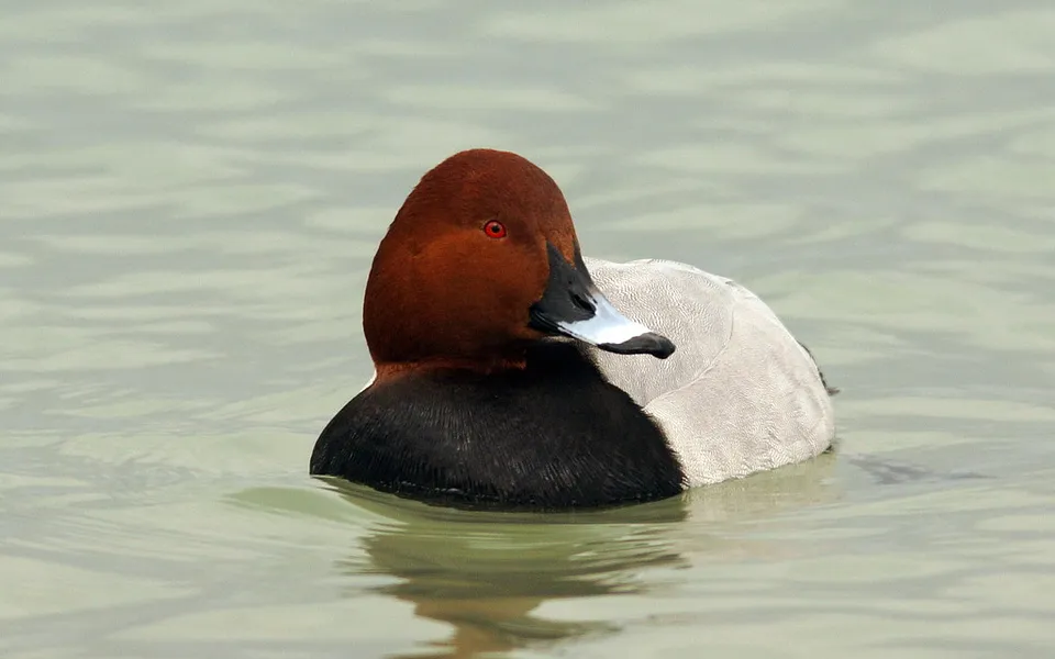 Common Pochard (Aythya ferina) — photo 1 of 4