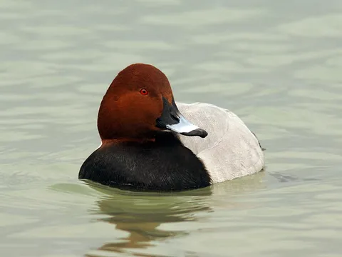 Common Pochard