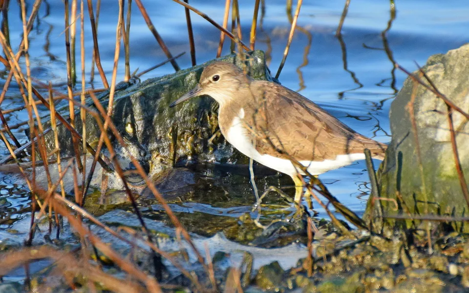 Common Sandpiper (Actitis hypoleucos) — photo 5 of 5