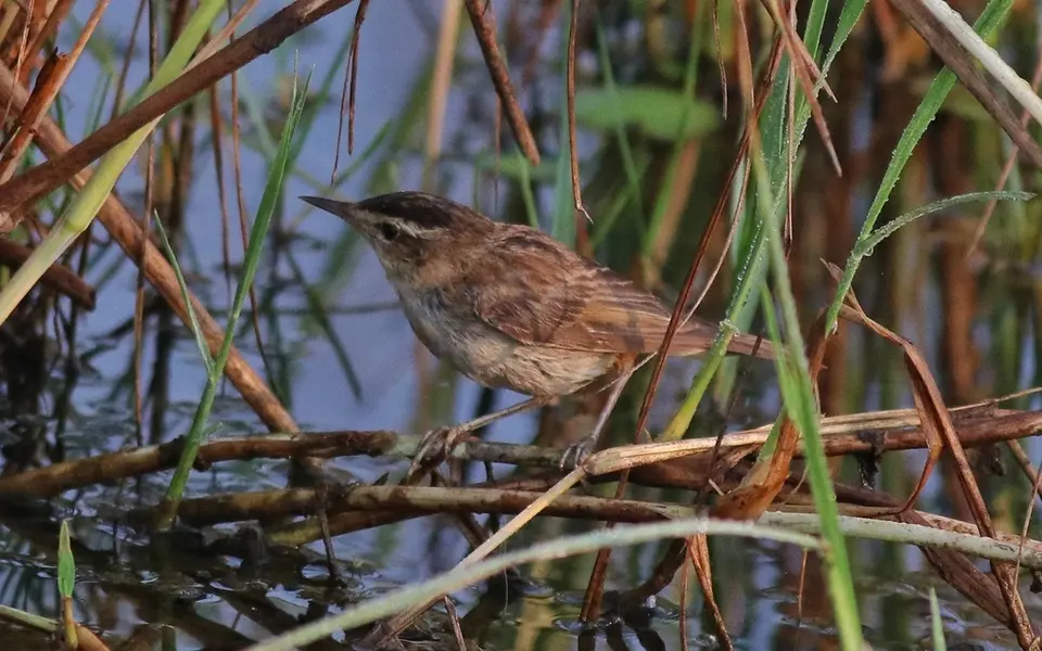 Sedge Warbler (Acrocephalus schoenobaenus) — photo 3 of 4