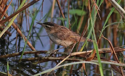 Sedge Warbler