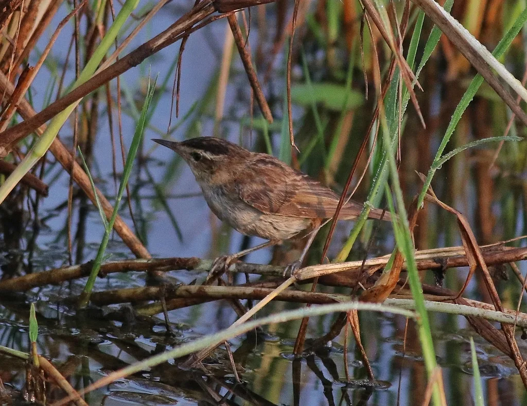 Sedge Warbler