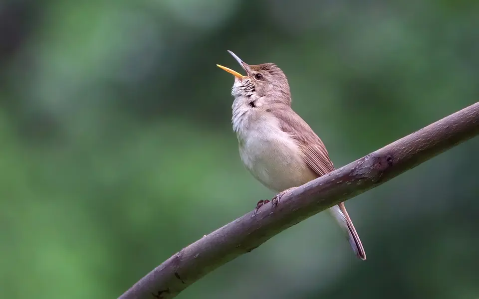 Blyth's Reed Warbler (Acrocephalus dumetorum) — photo 5 of 6
