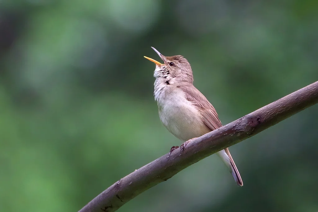 Blyth's Reed Warbler