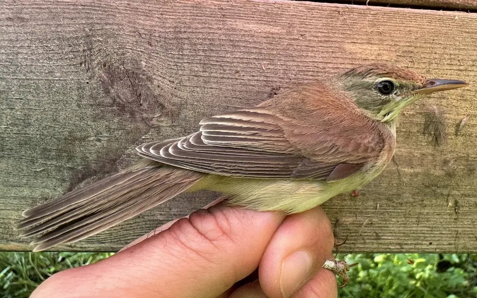Marsh Warbler (Acrocephalus palustris) — photo 4 of 4