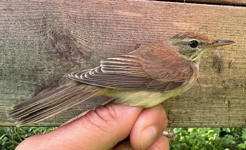 Marsh Warbler