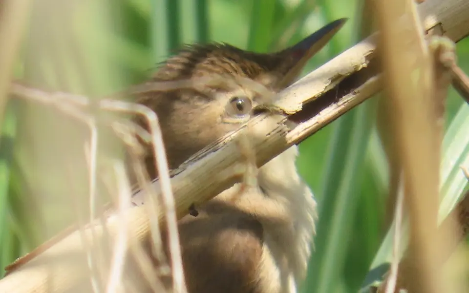 Common Reed Warbler (Acrocephalus scirpaceus) — photo 5 of 5