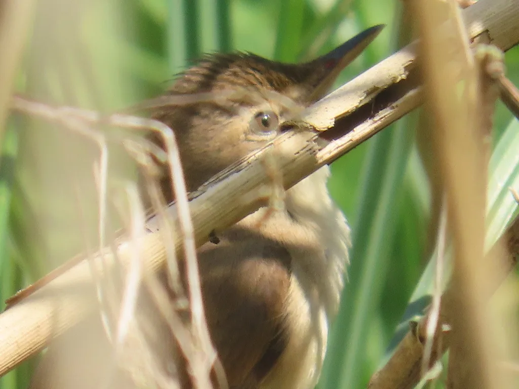 Common Reed Warbler