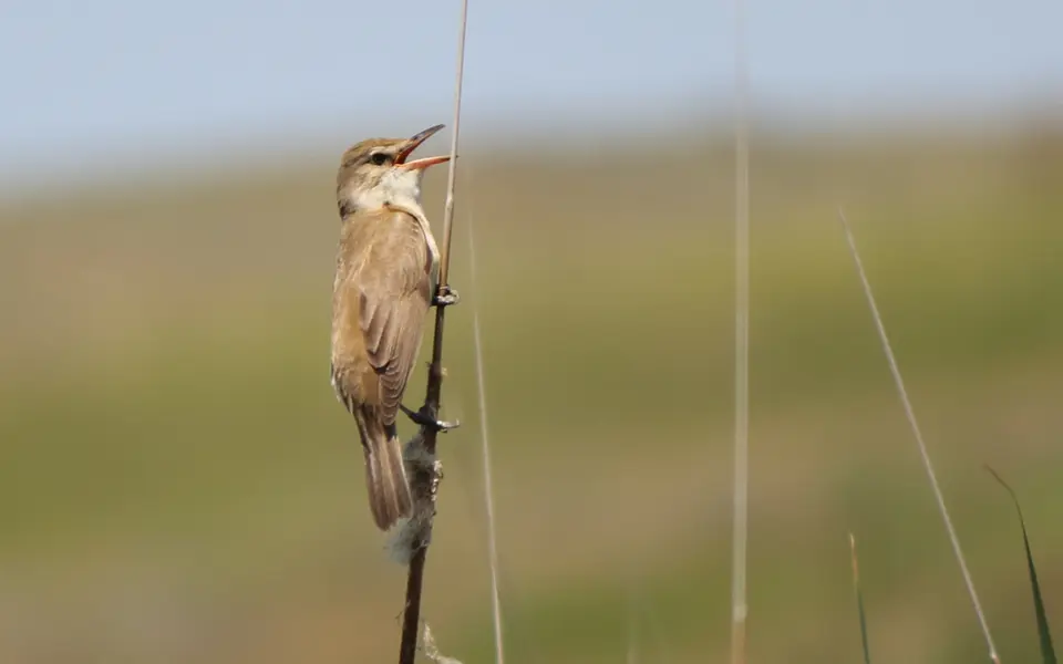 Great Reed Warbler (Acrocephalus arundinaceus) — photo 2 of 6