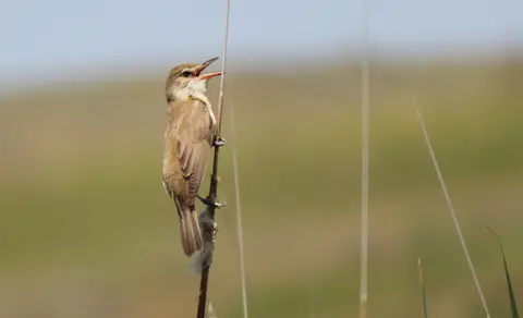 Great Reed Warbler (Acrocephalus arundinaceus) — photo 2 of 6