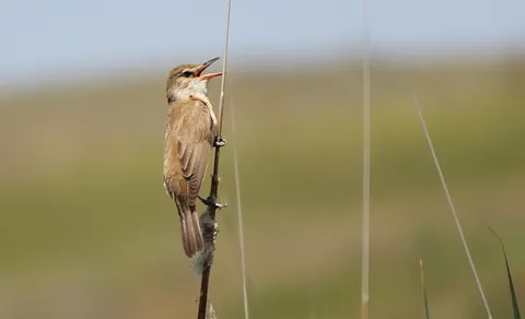 Great Reed Warbler