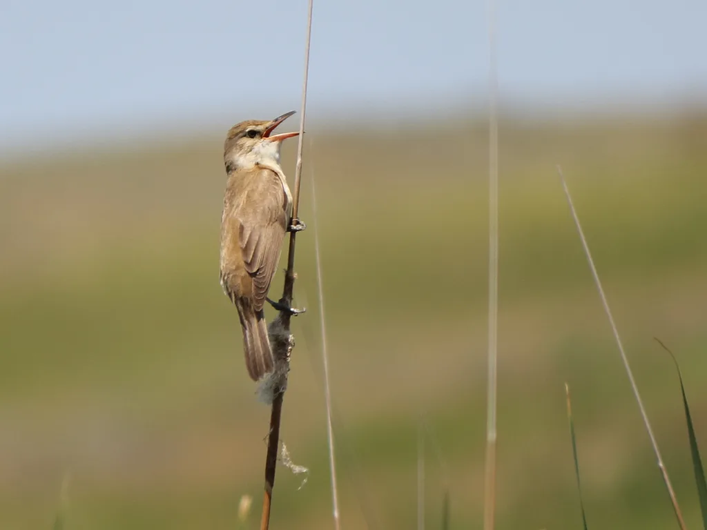 Great Reed Warbler