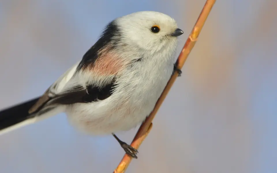 Long-tailed Tit (Aegithalos caudatus) — photo 4 of 4