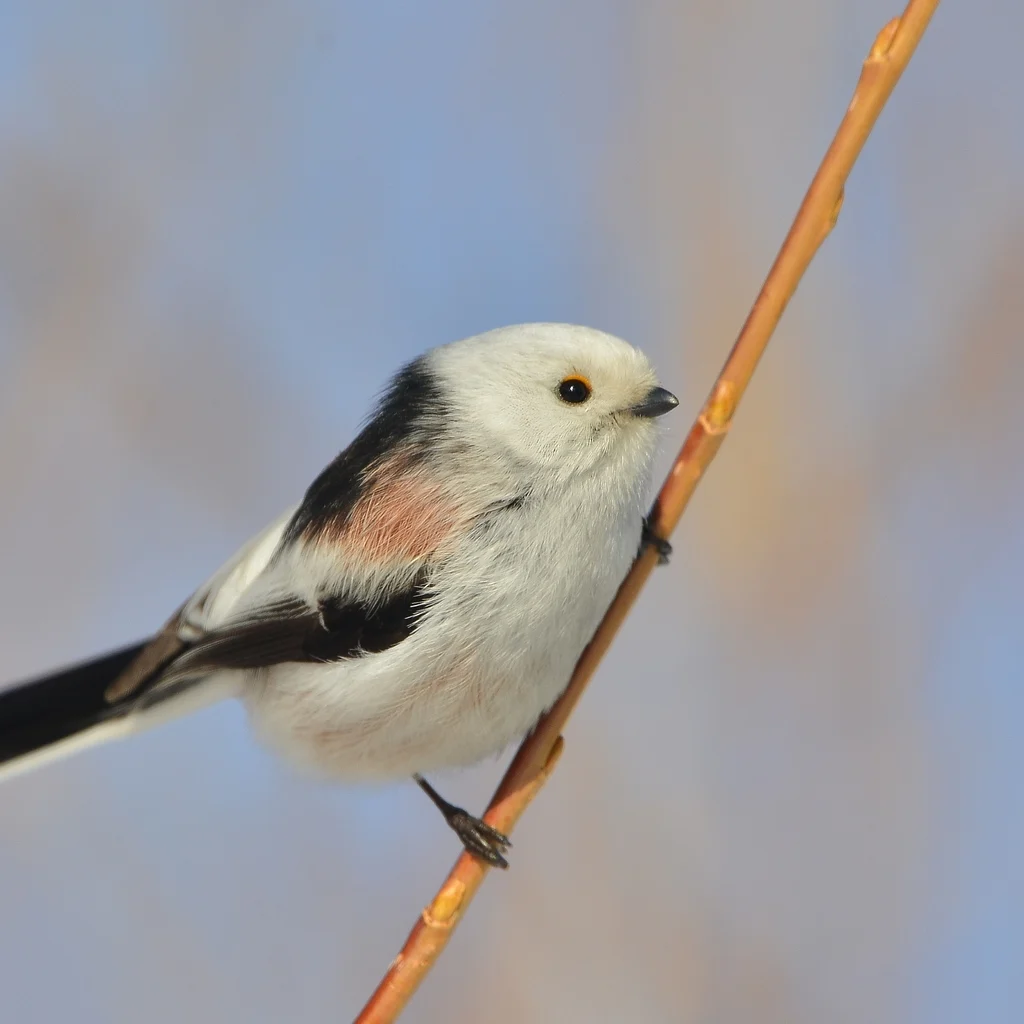 Long-tailed Tit