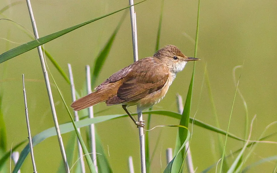 Common Reed Warbler