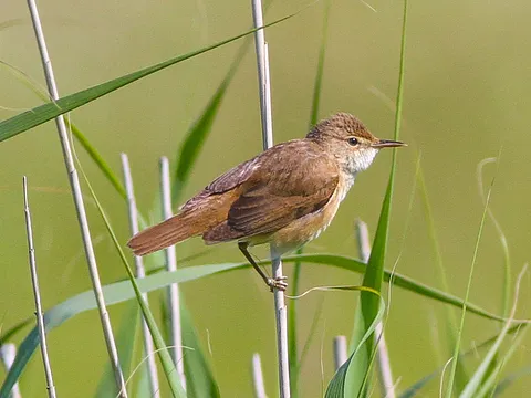 Common Reed Warbler