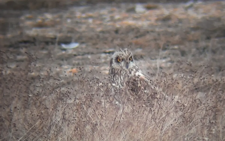 Short-eared Owl (Asio flammeus) — photo 4 of 4