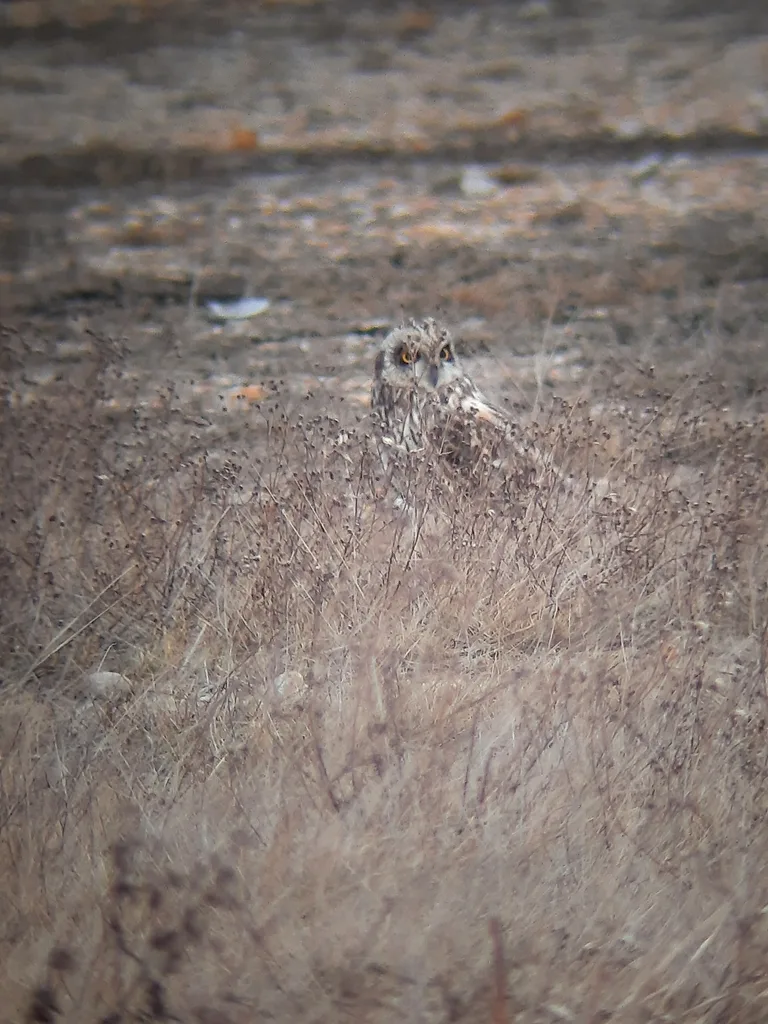 Short-eared Owl