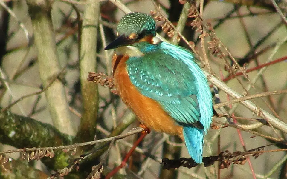 Common Kingfisher (Alcedo atthis) — photo 2 of 5