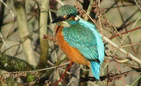 Common Kingfisher