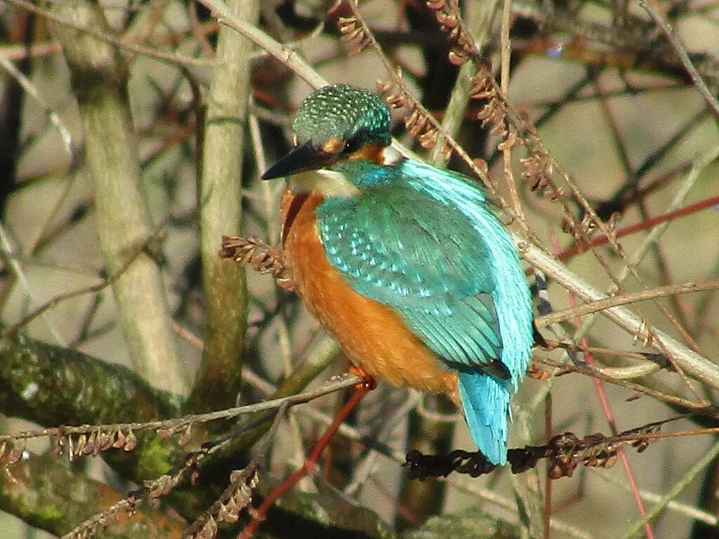 Common Kingfisher