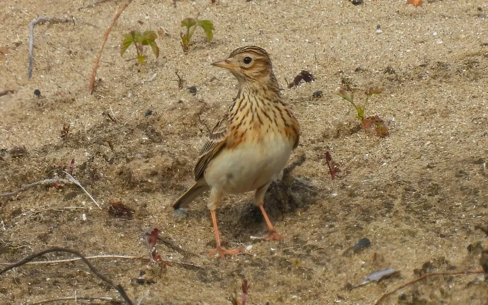 Eurasian Skylark (Alauda arvensis) — photo 2 of 4