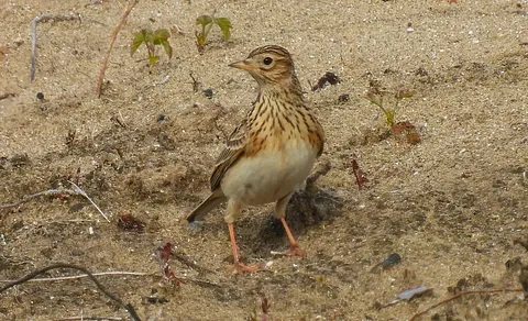 Eurasian Skylark (Alauda arvensis) — photo 2 of 4