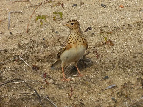 Eurasian Skylark