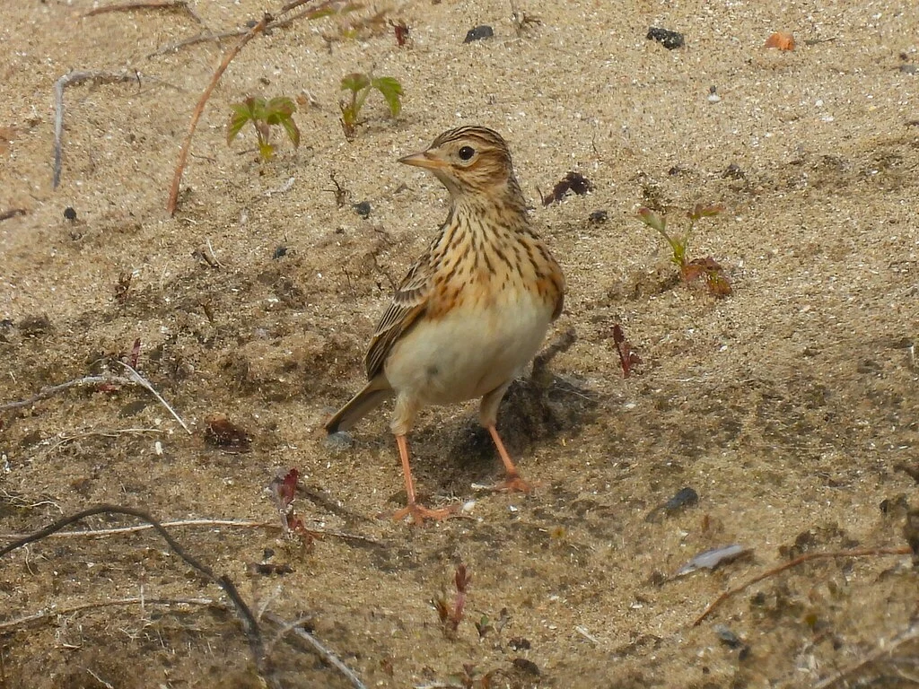 Eurasian Skylark