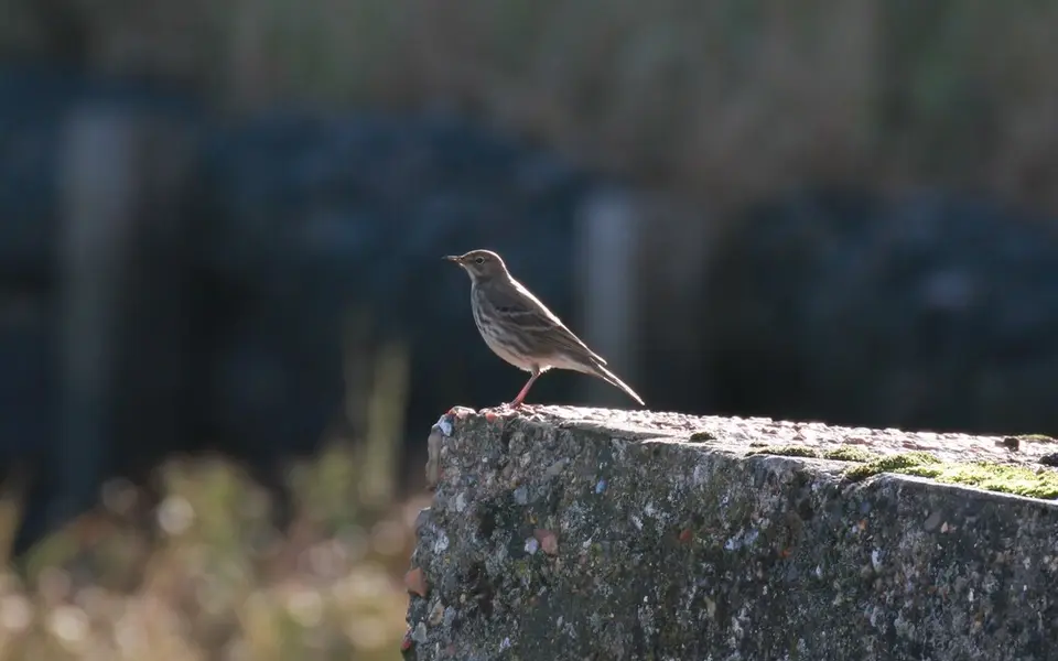 Rock Pipit (Anthus petrosus) — photo 2 of 4
