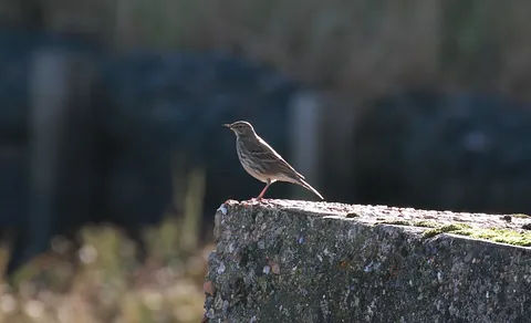 Rock Pipit