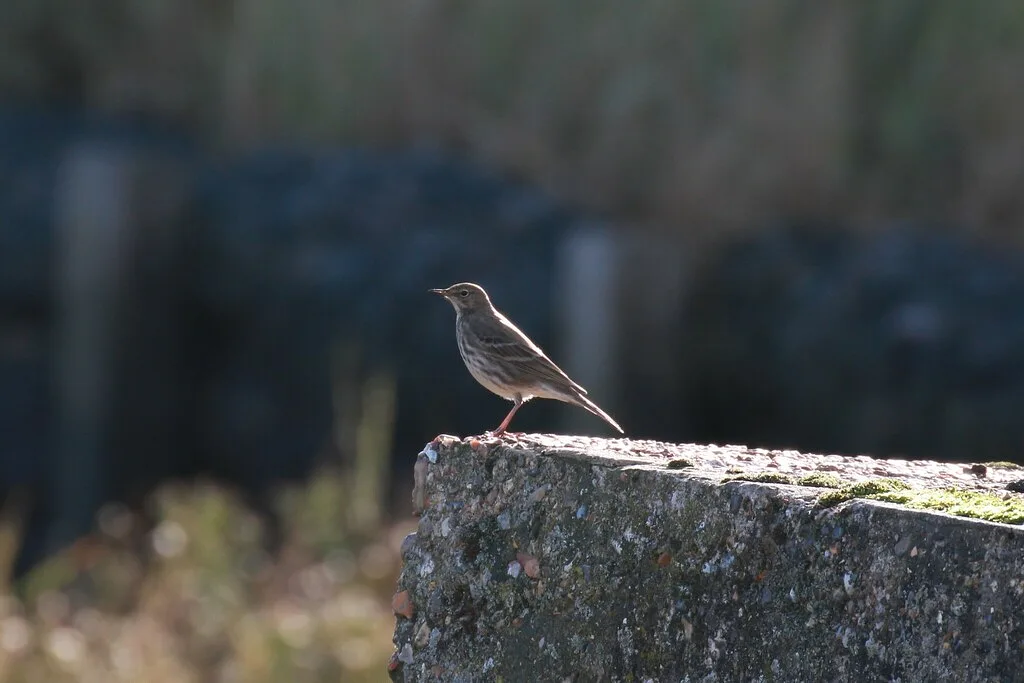 Rock Pipit