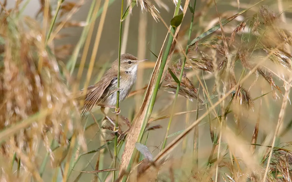 Paddyfield Warbler (Acrocephalus agricola) — photo 1 of 6