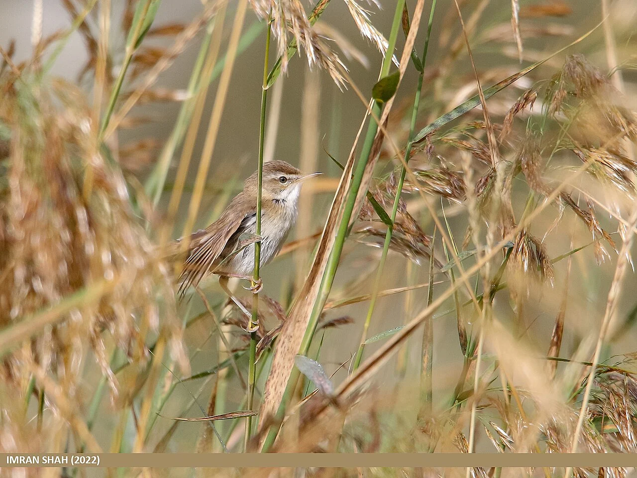 Paddyfield Warbler (Acrocephalus agricola) — photo 1 of 6