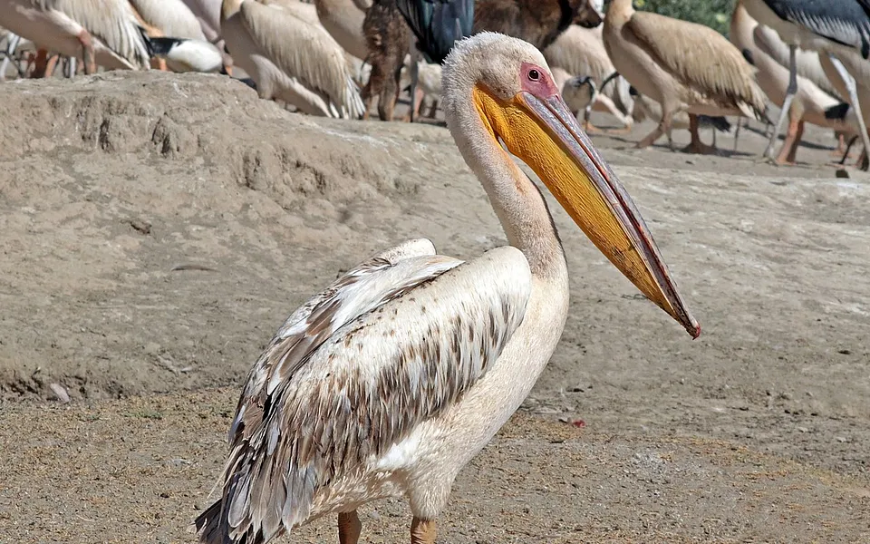 Great White Pelican (Pelecanus onocrotalus) — photo 1 of 6