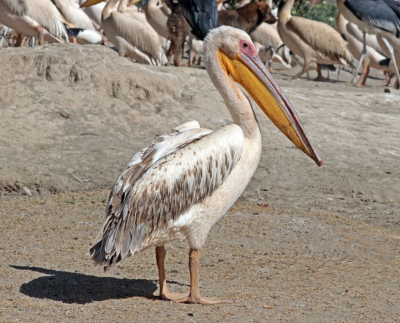 Great White Pelican (Pelecanus onocrotalus) — photo 1 of 6