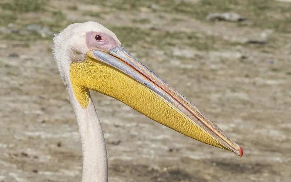 Great White Pelican (Pelecanus onocrotalus) — photo 2 of 6