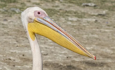 Great White Pelican (Pelecanus onocrotalus) — photo 2 of 6