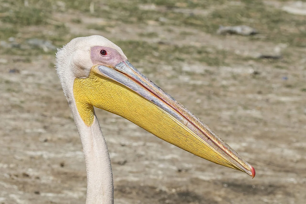Great White Pelican (Pelecanus onocrotalus) — photo 2 of 6