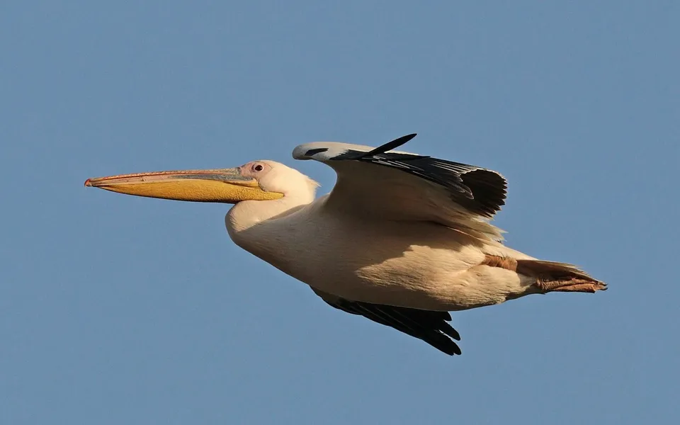 Great White Pelican (Pelecanus onocrotalus) — photo 3 of 6