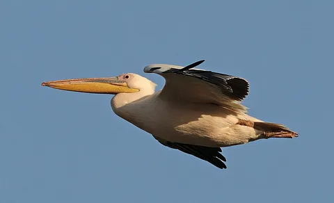 Great White Pelican (Pelecanus onocrotalus) — photo 3 of 6