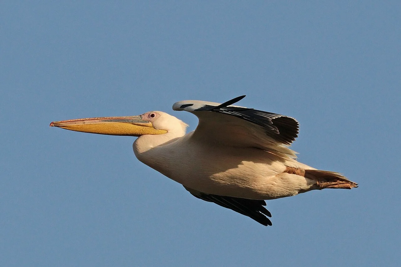 Great White Pelican (Pelecanus onocrotalus) — photo 3 of 6