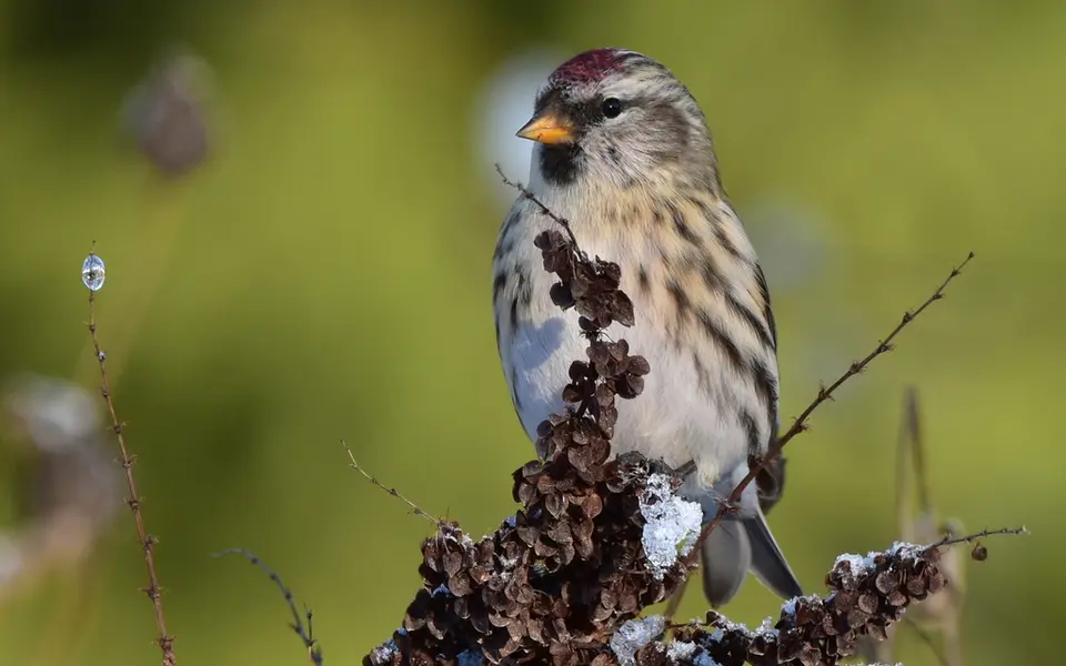 Redpoll (Acanthis flammea) — photo 4 of 4