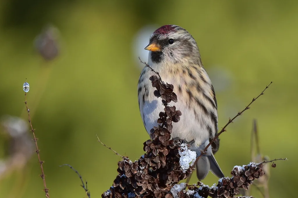 Redpoll