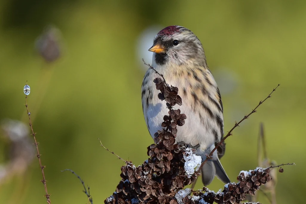 Redpoll