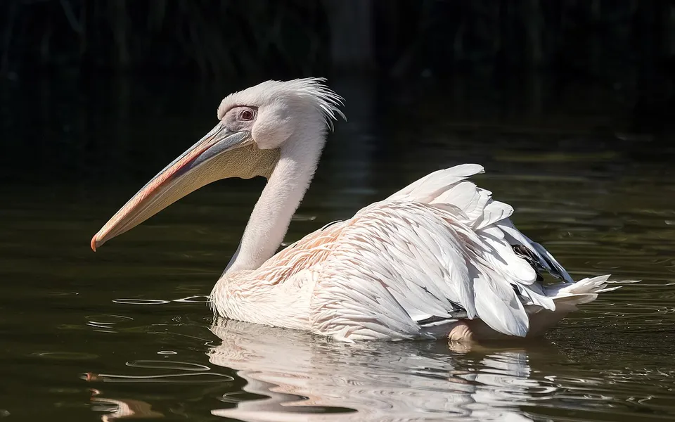 Great White Pelican (Pelecanus onocrotalus) — photo 4 of 6