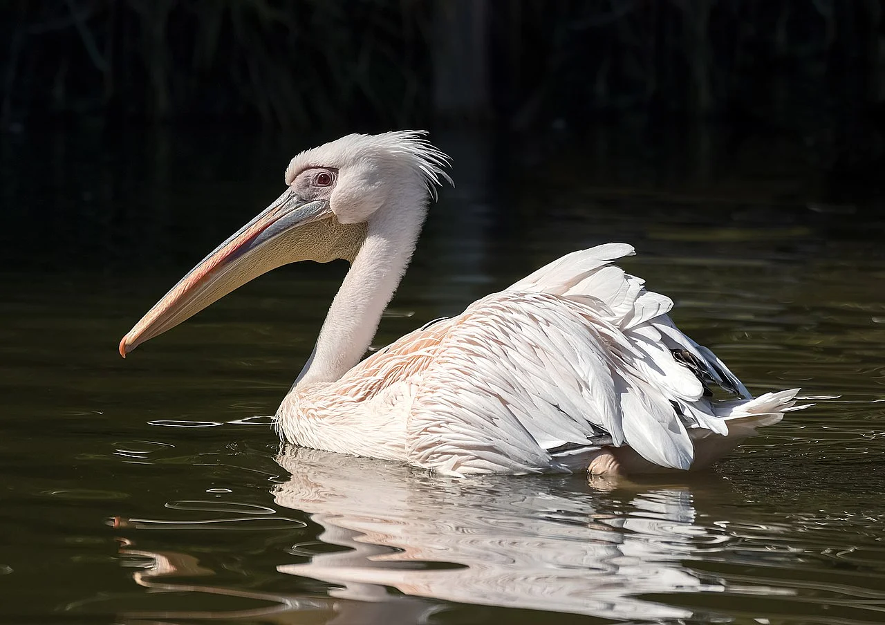 Great White Pelican (Pelecanus onocrotalus) — photo 4 of 6